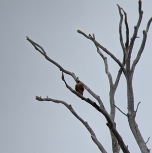 Falco longipennis at Winton North, VIC - 2 Apr 2022