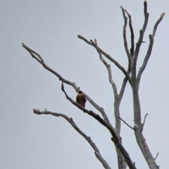 Falco longipennis at Winton North, VIC - 2 Apr 2022