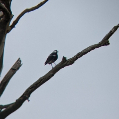 Gymnorhina tibicen (Australian Magpie) at Winton North, VIC - 2 Apr 2022 by Darcy