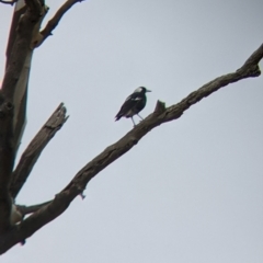 Gymnorhina tibicen at Winton North, VIC - 2 Apr 2022