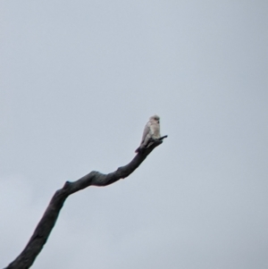 Cacatua sanguinea at Winton North, VIC - 2 Apr 2022 12:51 PM