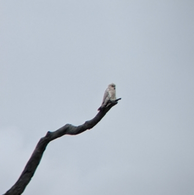 Cacatua sanguinea (Little Corella) at Winton Wetlands - 2 Apr 2022 by Darcy