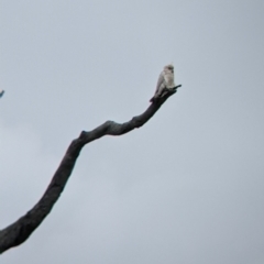 Cacatua sanguinea at Winton North, VIC - 2 Apr 2022 12:51 PM