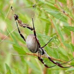 Trichonephila edulis (Golden orb weaver) at Crooked Corner, NSW - 30 Mar 2022 by Milly
