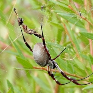 Trichonephila edulis at Crooked Corner, NSW - 30 Mar 2022