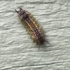 Unidentified Other moth at Armidale, NSW - 2 Apr 2022 by Addz