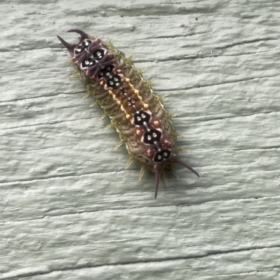 Doratifera quadriguttata (Four-spotted Cup Moth) at Armidale, NSW - 2 Apr 2022 by Addz