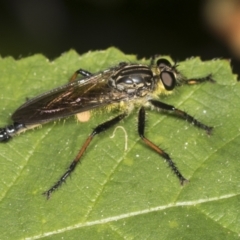 Zosteria rosevillensis (A robber fly) at Acton, ACT - 4 Feb 2022 by AlisonMilton