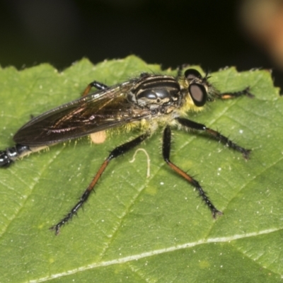 Zosteria rosevillensis (A robber fly) at Acton, ACT - 4 Feb 2022 by AlisonMilton