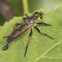 Zosteria rosevillensis at Acton, ACT - 4 Feb 2022 08:33 AM