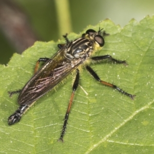 Zosteria rosevillensis at Acton, ACT - 4 Feb 2022