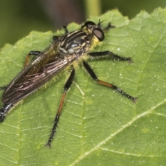 Zosteria rosevillensis at Acton, ACT - 4 Feb 2022 08:33 AM