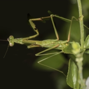 Pseudomantis albofimbriata at Higgins, ACT - 23 Feb 2022 08:30 AM