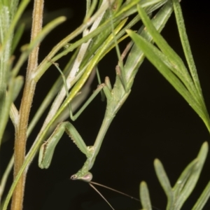 Pseudomantis albofimbriata at Higgins, ACT - 23 Feb 2022