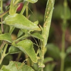 Pseudomantis albofimbriata at Higgins, ACT - 23 Feb 2022