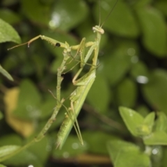 Pseudomantis albofimbriata at Higgins, ACT - 23 Feb 2022 08:30 AM