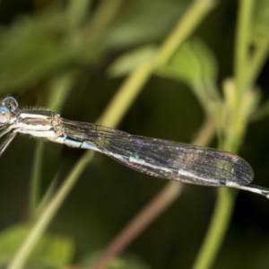 Austrolestes leda at Higgins, ACT - 23 Feb 2022