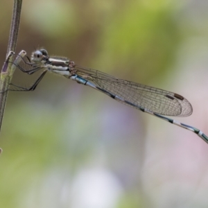 Austrolestes leda at Higgins, ACT - 23 Feb 2022