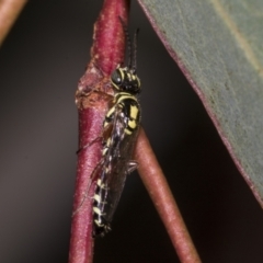 Aeolothynnus sp. (genus) (A flower wasp) at Higgins, ACT - 26 Feb 2022 by AlisonMilton