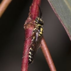 Aeolothynnus sp. (genus) at Higgins, ACT - 27 Feb 2022 08:27 AM