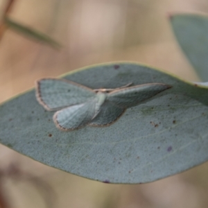 Poecilasthena balioloma at Mount Clear, ACT - 29 Mar 2022