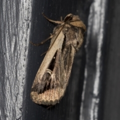 Proteuxoa tortisigna (Streaked Rictonis Moth) at Higgins, ACT - 22 Mar 2022 by AlisonMilton