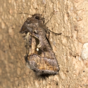 Chrysodeixis eriosoma at Higgins, ACT - 27 Feb 2022