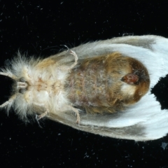 Euproctis baliolalis at Ainslie, ACT - 27 Mar 2022