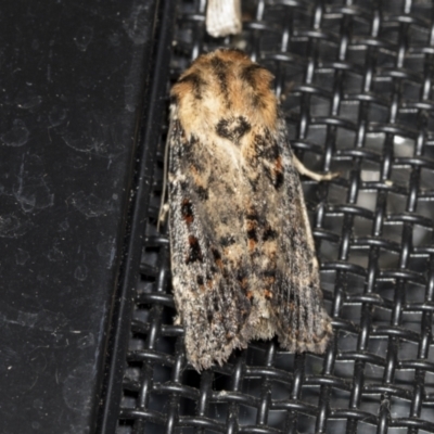 Proteuxoa sanguinipuncta (Blood-spotted Noctuid) at Higgins, ACT - 23 Mar 2022 by AlisonMilton