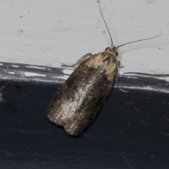 Cryptoptila immersana (A Tortricid moth) at Higgins, ACT - 22 Mar 2022 by AlisonMilton