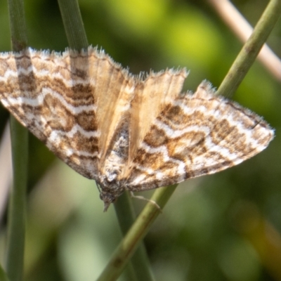 Chrysolarentia heliacaria (Heliacaria Carpet) at Namadgi National Park - 29 Mar 2022 by SWishart