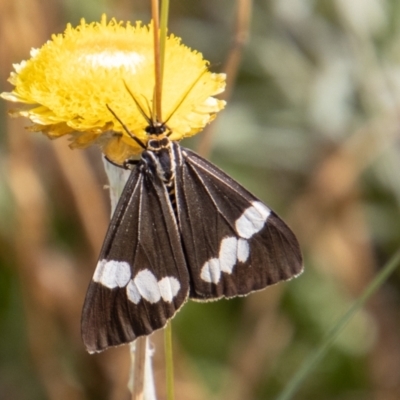 Nyctemera amicus (Senecio Moth, Magpie Moth, Cineraria Moth) at Mount Clear, ACT - 29 Mar 2022 by SWishart