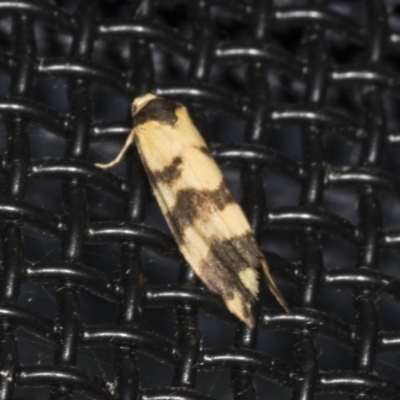 Thallarcha partita (Dark-banded Footman) at Higgins, ACT - 29 Mar 2022 by AlisonMilton