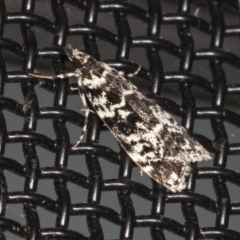 Scoparia exhibitalis (A Crambid moth) at Higgins, ACT - 29 Mar 2022 by AlisonMilton