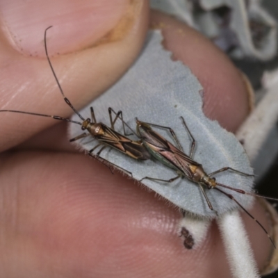 Rayieria acaciae (Acacia-spotting bug) at Higgins, ACT - 28 Feb 2022 by AlisonMilton