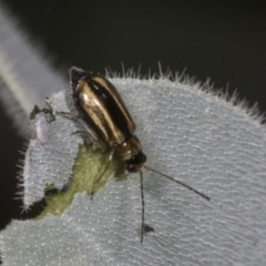 Monolepta froggatti (Leaf beetle) at Higgins, ACT - 27 Feb 2022 by AlisonMilton