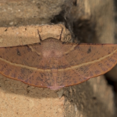 Oenochroma vinaria (Pink-bellied Moth, Hakea Wine Moth) at Higgins, ACT - 23 Mar 2022 by AlisonMilton