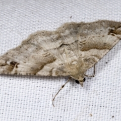 Syneora hemeropa (Ring-tipped Bark Moth) at Higgins, ACT - 27 Feb 2022 by AlisonMilton