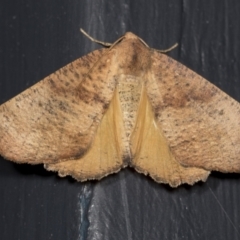 Mnesampela privata (Autumn Gum Moth) at Higgins, ACT - 22 Mar 2022 by AlisonMilton