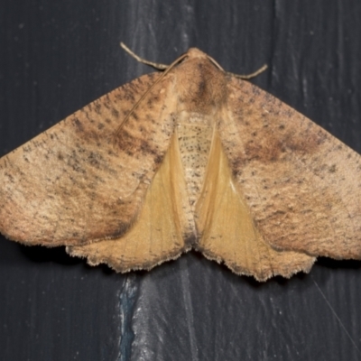 Mnesampela privata (Autumn Gum Moth) at Higgins, ACT - 23 Mar 2022 by AlisonMilton