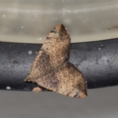 Chrysolarentia mecynata (Mecynata Carpet Moth) at Higgins, ACT - 23 Mar 2022 by AlisonMilton