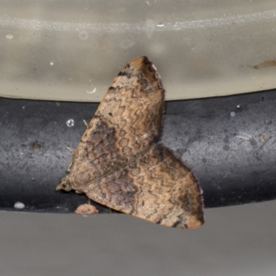 Chrysolarentia mecynata (Mecynata Carpet Moth) at Higgins, ACT - 23 Mar 2022 by AlisonMilton