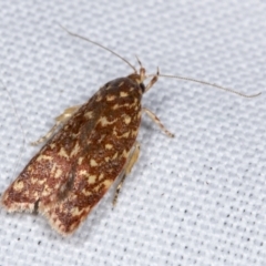 Syringoseca rhodoxantha (A concealer moth) at Hawker, ACT - 21 Feb 2022 by AlisonMilton