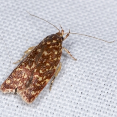 Syringoseca rhodoxantha (A Concealer moth (Wingia group)) at Hawker, ACT - 22 Feb 2022 by AlisonMilton
