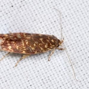 Syringoseca rhodoxantha at Hawker, ACT - 22 Feb 2022