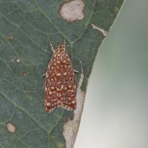 Syringoseca rhodoxantha at Hawker, ACT - 22 Feb 2022