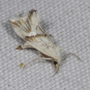 Heliocosma argyroleuca at Higgins, ACT - 27 Feb 2022