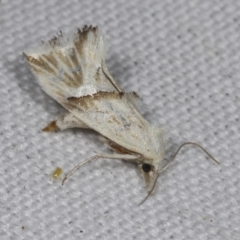 Heliocosma argyroleuca (A tortrix or leafroller moth) at Higgins, ACT - 27 Feb 2022 by AlisonMilton