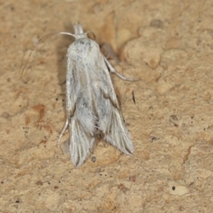 Heliocosma argyroleuca at Higgins, ACT - 27 Feb 2022