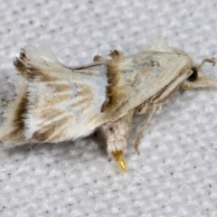 Heliocosma argyroleuca at Higgins, ACT - 27 Feb 2022